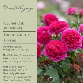 Gabriel Oak (Auscrowd)- Angol bokor rózsa