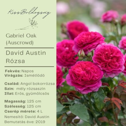 Gabriel Oak (Auscrowd)- Angol bokor rózsa