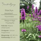 Stachys monieri ‘Hummelo’- Nagyvirágú Tisztesfű