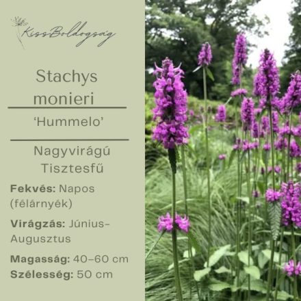 Stachys monieri ‘Hummelo’- Nagyvirágú Tisztesfű
