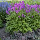 Stachys monieri ‘Hummelo’- Nagyvirágú Tisztesfű
