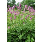 Stachys monieri ‘Hummelo’- Nagyvirágú Tisztesfű