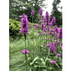 Stachys monieri ‘Hummelo’- Nagyvirágú Tisztesfű