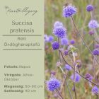 Succisa pratensis -Réti Ördögharaptafű 