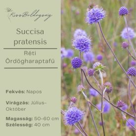 Succisa pratensis -Réti Ördögharaptafű 