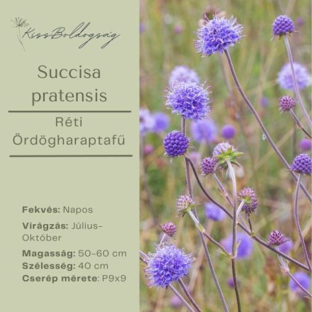 Succisa pratensis -Réti Ördögharaptafű 