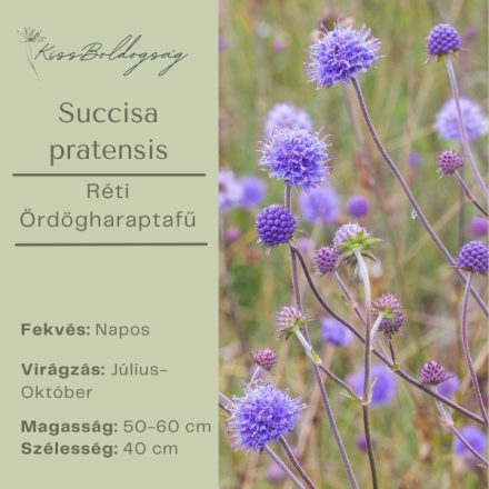Succisa pratensis -Réti Ördögharaptafű 