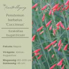 Penstemon barbatus ‘Coccineus’ -  Szakállas bugatölcsér