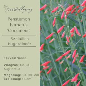   Penstemon barbatus ‘Coccineus’ -  Szakállas bugatölcsér