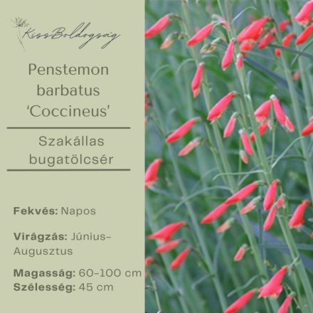 Penstemon barbatus ‘Coccineus’ -  Szakállas bugatölcsér