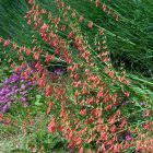 Penstemon barbatus ‘Coccineus’ -  Szakállas bugatölcsér