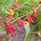Penstemon barbatus ‘Coccineus’ -  Szakállas bugatölcsér