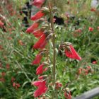 Penstemon barbatus ‘Coccineus’ -  Szakállas bugatölcsér