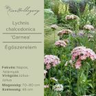Lychnis chalcedonica  'Carnea' - Égőszerelem halvány rózsaszín