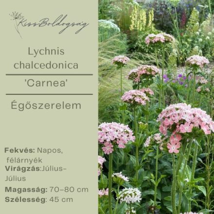 Lychnis chalcedonica  'Carnea' - Égőszerelem halvány rózsaszín