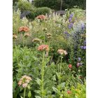 Lychnis chalcedonica  'Carnea' - Égőszerelem halvány rózsaszín