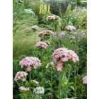 Lychnis chalcedonica  'Carnea' - Égőszerelem halvány rózsaszín