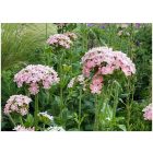 Lychnis chalcedonica  'Carnea' - Égőszerelem halvány rózsaszín