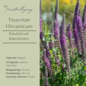 Teucrium hircanicum - Kaukázusi Gamandor