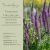 Teucrium hircanicum - Kaukázusi Gamandor