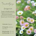  ERIGERON karvinskianus Blütenmeer- Spanol Küllőrojt