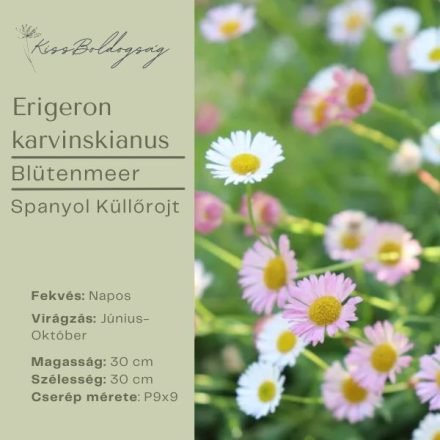  ERIGERON karvinskianus Blütenmeer- Spanol Küllőrojt