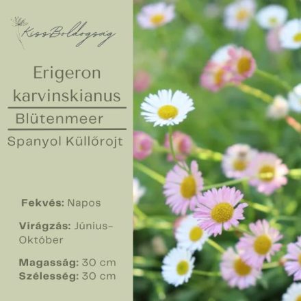  ERIGERON karvinskianus Blütenmeer- Spanol Küllőrojt