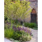  ERIGERON karvinskianus Blütenmeer- Spanol Küllőrojt