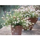  ERIGERON karvinskianus Blütenmeer- Spanol Küllőrojt
