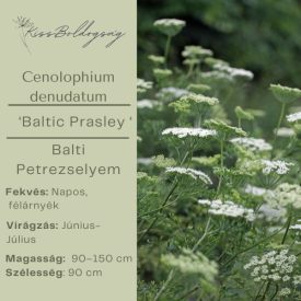 Cenolophium denudatum- Baltic Prasley – Balti petrezselyem