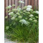 Cenolophium denudatum- Baltic Prasley – Balti petrezselyem