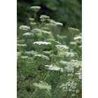 Cenolophium denudatum- Baltic Prasley – Balti petrezselyem