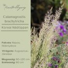 Calamagrostis brachytricha - Koreai Nádtippan