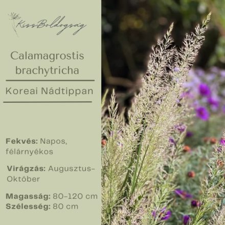 Calamagrostis brachytricha - Koreai Nádtippan