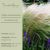 Stipa tenuissima - Árvalányhaj