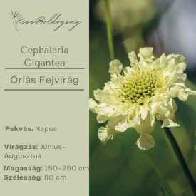 Cephalaria Gigantea - Óriás Fejvirág