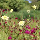 Cephalaria Gigantea - Óriás Fejvirág