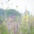 Cephalaria Gigantea - Óriás Fejvirág