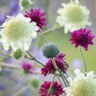 Cephalaria Gigantea - Óriás Fejvirág