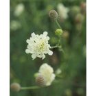 Cephalaria Gigantea - Óriás Fejvirág