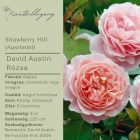 Strawberry Hill (Ausrimini) - Angol futórózsa