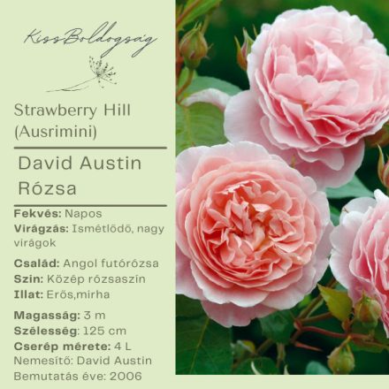 Strawberry Hill (Ausrimini) 