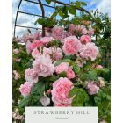 Strawberry Hill (Ausrimini) - Angol futórózsa