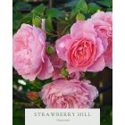 Strawberry Hill (Ausrimini) - Angol futórózsa