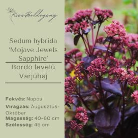   Sedum hybrida ‘Mojave Jewels Sapphire’  - Bordó levelű Varjúháj
