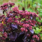 Sedum hybrida ‘Mojave Jewels Sapphire’  - Bordó levelű Varjúháj