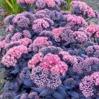Sedum hybrida ‘Mojave Jewels Sapphire’  - Bordó levelű Varjúháj
