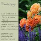 Lady of Shalott - David Austin bokorrózsa