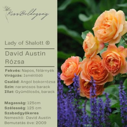 Lady of Shalott - David Austin bokorrózsa