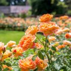 Lady of Shalott - David Austin bokorrózsa